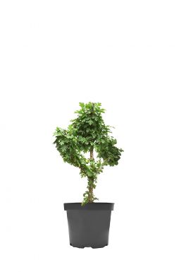 Боярышник однопестичный Компакта (Compacta)