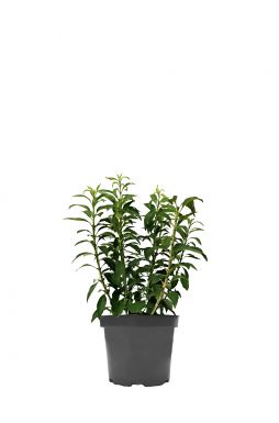 Форзиция промежуточная Нимбус (Nimbus)