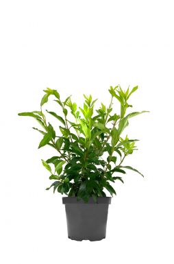 Форзиция промежуточная Спектабилис (Spectabilis)