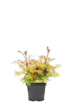 Рябинник рябинолистный Пинк Хопи (Pink Hopi)