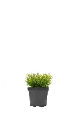 Туевик поникающий Нана (Nana)