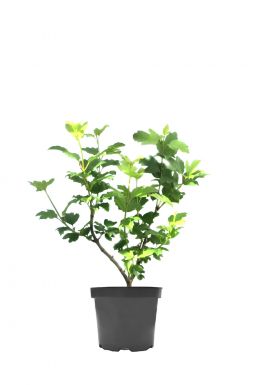 Калина Бульденеж (Buldenezh)