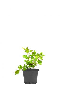 Калина Нанум (Nanum)