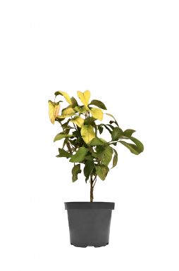 Калина гордовина Ауреа (Aurea)