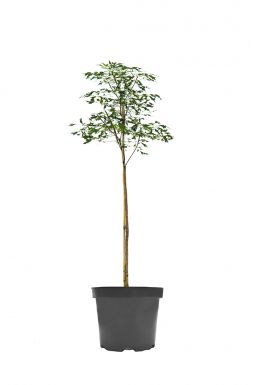 Каштан конский Лациниата (Laciniata)