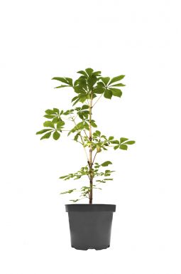 Каштан конский розовый