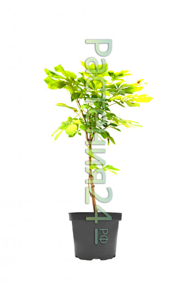 Каштан конский