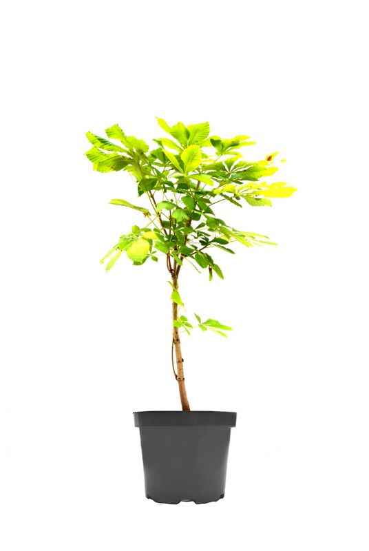 Каштан конский