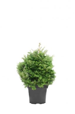 Пихта корейская Молли (Molli)