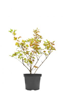 Калина обыкновенная Компактум (Compactum)