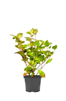 Калина складчатая Грандифлорум (Grandiflorum)