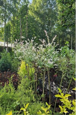 Ива цельнолистная Хакуро Нишики на штамбе (Hakuro-Nishiki Pa)