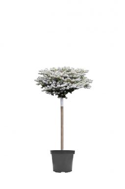 Пихта корейская Сильберлок на штамбе (Silberlocke Pa)