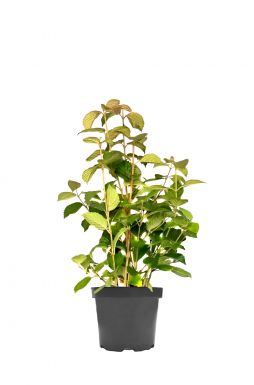 Калина складчатая Попкорн (Popcorn)