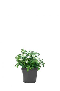 Калина складчатая Ватанабэ (Watanabe)