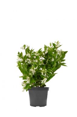 Вейгела Бристол Сноуфлейк (Bristol Snowflake)