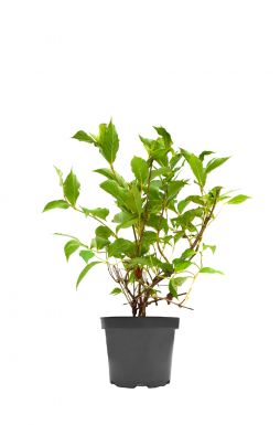 Вейгела Бристоль руби (Bristol Ruby)