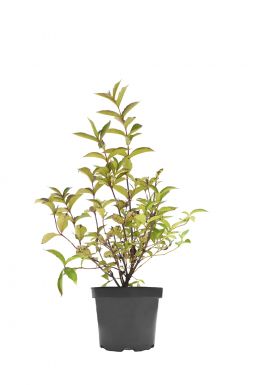 Вейгела Стириака (Styriaca)