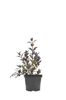 Вейгела Фоллис Пурпуреус (Foliis Purpureis)