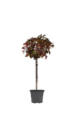 Дуб болотный Виндишлеуба (Windishleuba)