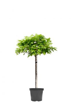 Дуб болотный Грин Дварф (Green Dwarf)