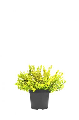 Берёза карликовая Голден Треже (Golden Treasure)