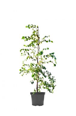 Берёза повислая Спайдер Эллей (Spider Alley)