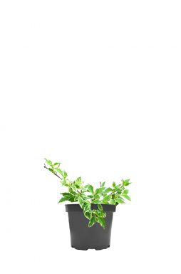 Вейгела цветущая Вариегата (Variegata)