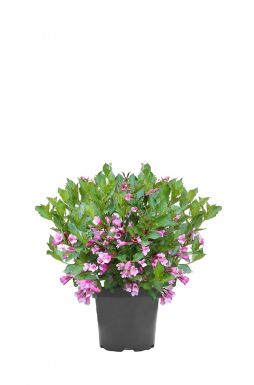 Вейгела цветущая Румба (Rumba)