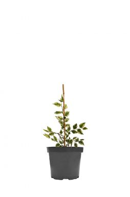 Берёза чёрная Шилох Сплаш (Shiloh Splash)