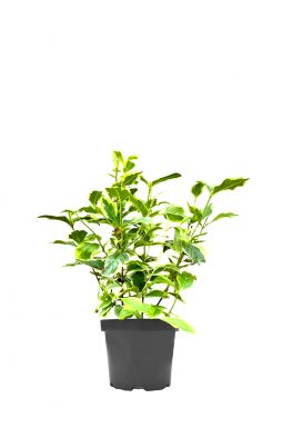 Вейгела цветущая Нана Вариегата (Nana Variegata)