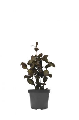 Вейгела цветущая Виктория (Victoria)