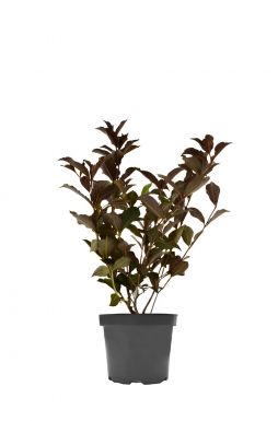 Вейгела цветущая Вайн энд Розес Александра (Alexandra)