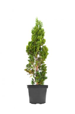 Туя западная Бробекс Тауэр (Brobeck Tower)