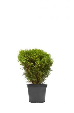 Туя западная Вотерфилд (Waterfield)