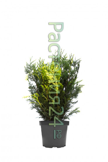 Туя западная Вудварди (Woodwordii)