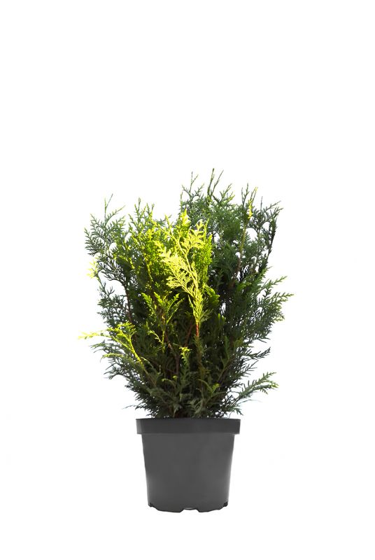 Туя западная Вудварди (Woodwordii)