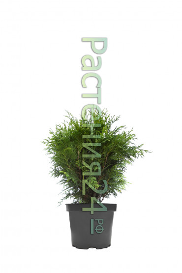 Туя западная Глобоза (Globosa)