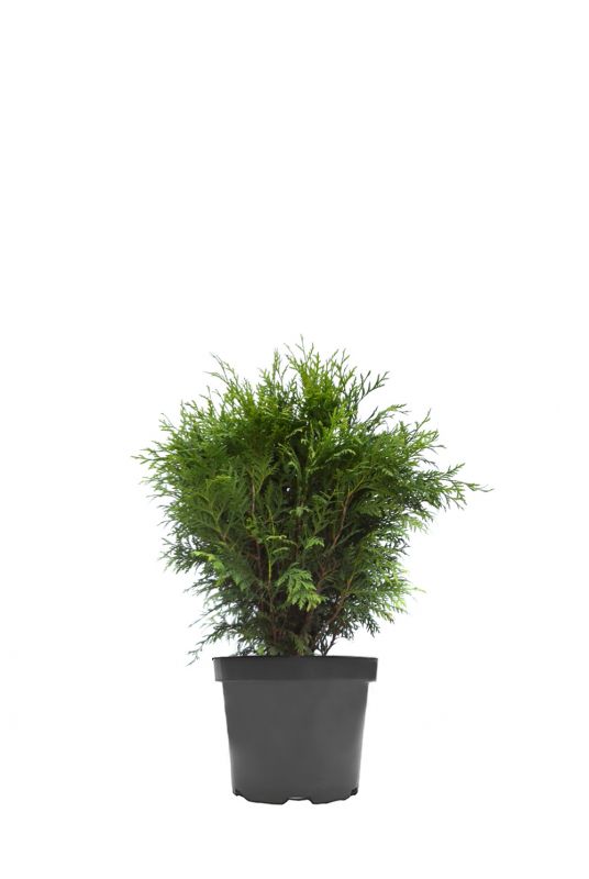 Туя западная Глобоза C2 15-20 см. 720 руб. - Фото 1