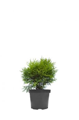 Туя западная Глобоза ауреа (Globosa aurea)