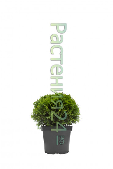 Туя западная Даника (Danica)