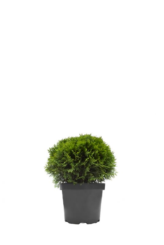 Туя западная Даника (Danica)