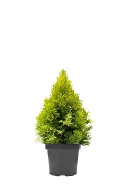 Туя западная Джанет Голд (Janed Gold)