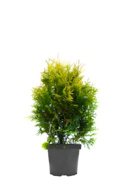 Туя западная Европа Голд (Europe gold)