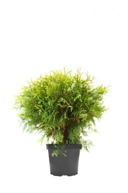 Туя западная Литтл Чемпион (Little champion)