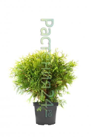 Туя западная Литтл Чемпион (Little champion)