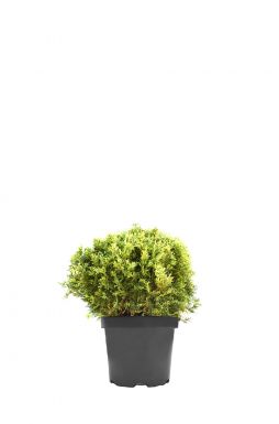 Туя западная Мисс Фрости (Miss Frosty)