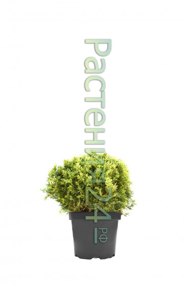 Туя западная Мисс Фрости (Miss Frosty)