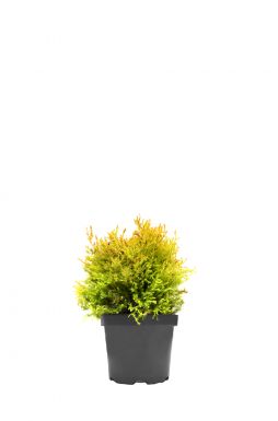 Туя западная Рейнгольд (Rheingold)