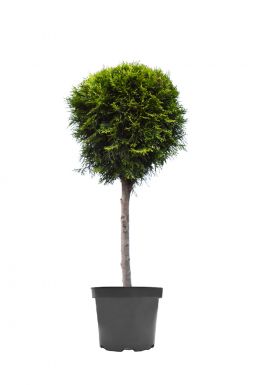 Туя западная Смарагд 1 шар на штамбе (Smaragd Pa)